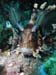 lionfish1.jpg